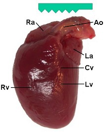 Revised guides for organ sampling and trimming in rats and mice: HEART