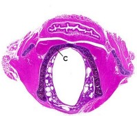 Revised guides for organ sampling and trimming in rats and mice: LARYNX