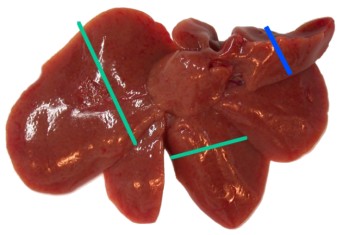 Revised guides for organ sampling and trimming in rats and mice: LIVER