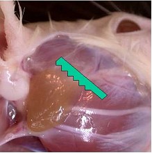 Revised guides for organ sampling and trimming in rats and mice