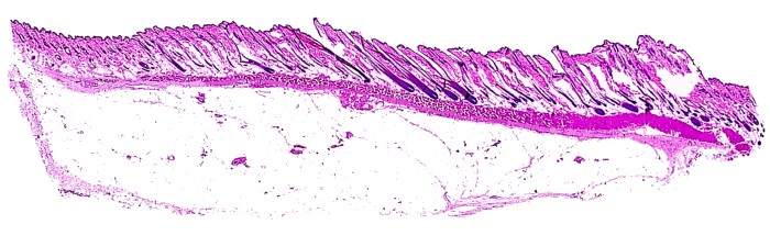 Revised guides for organ sampling and trimming in rats and mice Revised guides for organ sampling and trimming in rats and mice