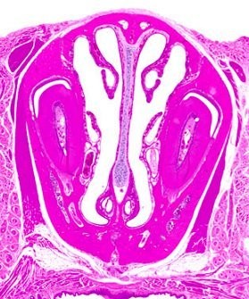 Revised guides for organ sampling and trimming in rats and mice