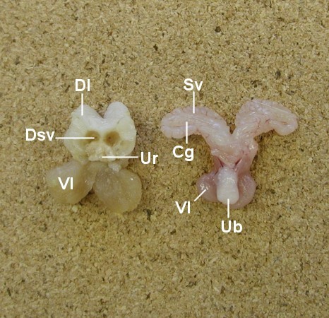 Revised guides for organ sampling and trimming in rats and mice